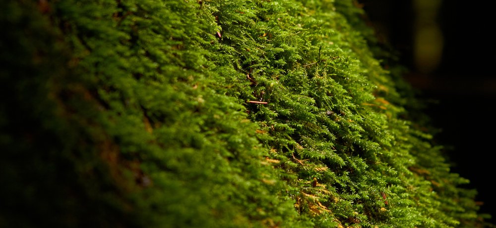 Фотография автора Сергей Фиданян