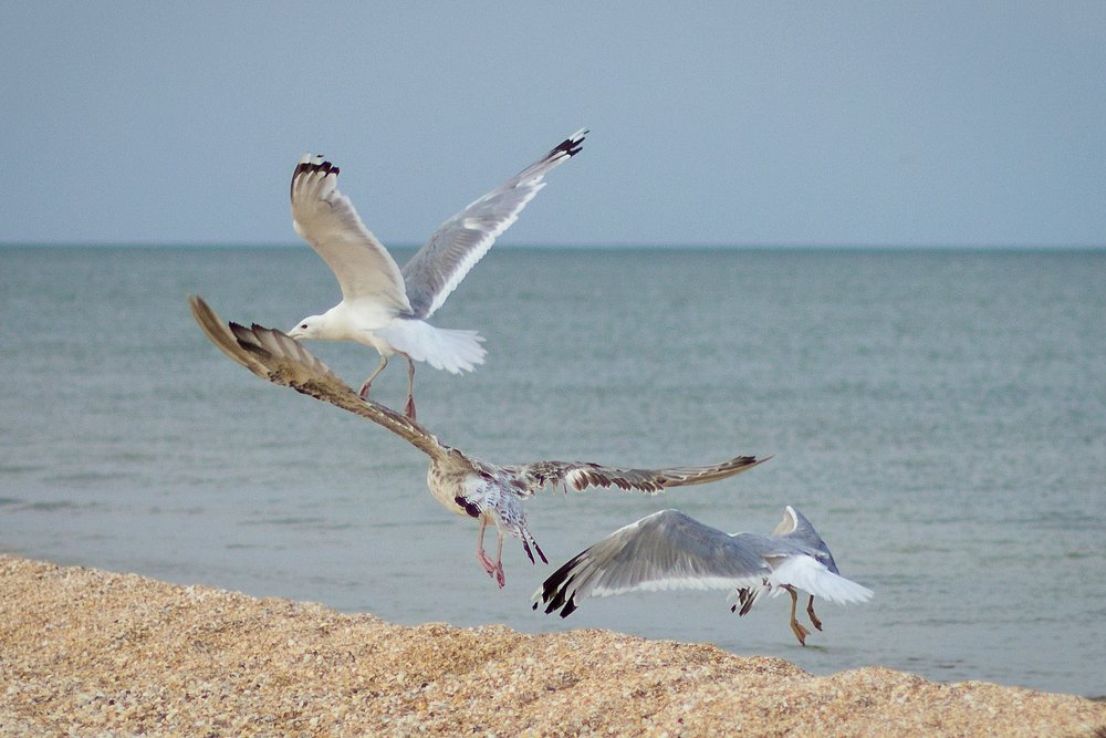 Photograph by Вероника Мищенко