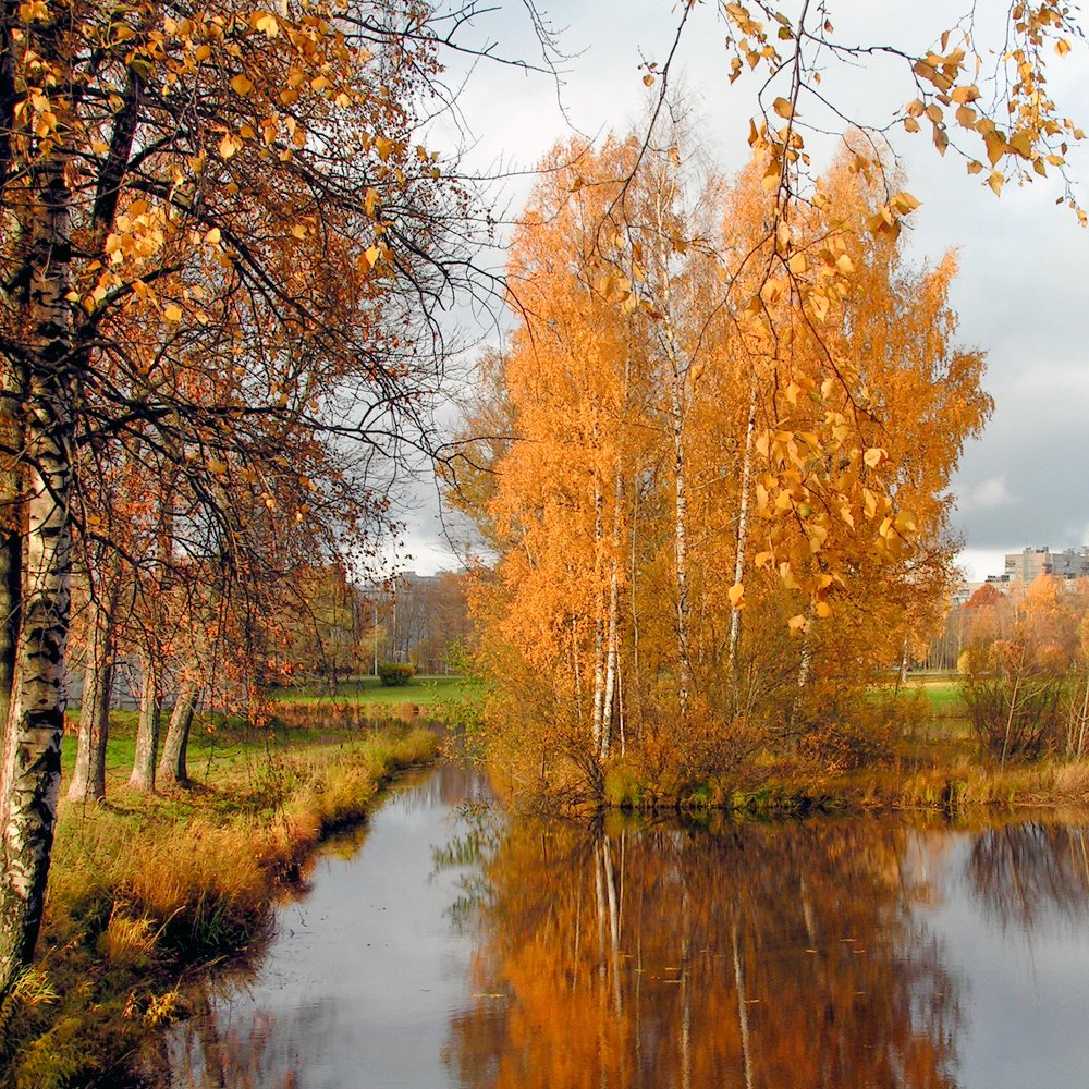 Золото Муринского парка
