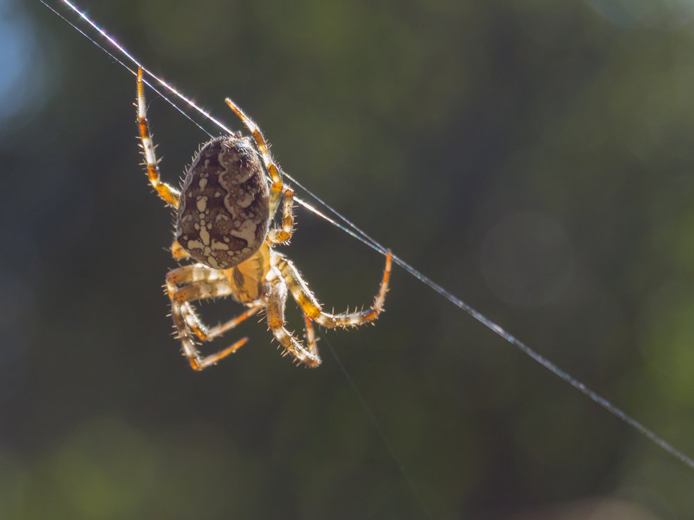 Photograph by Алексей Крукович