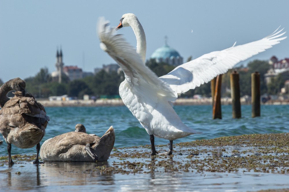 Photograph by Роман Карпуничкин