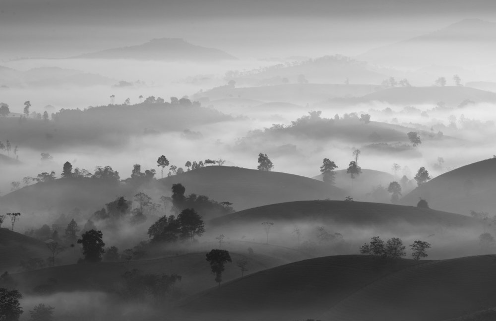 Tea hills in the morning mist
