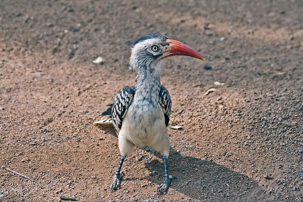 Рота! Равняйсь! Смиррррна!