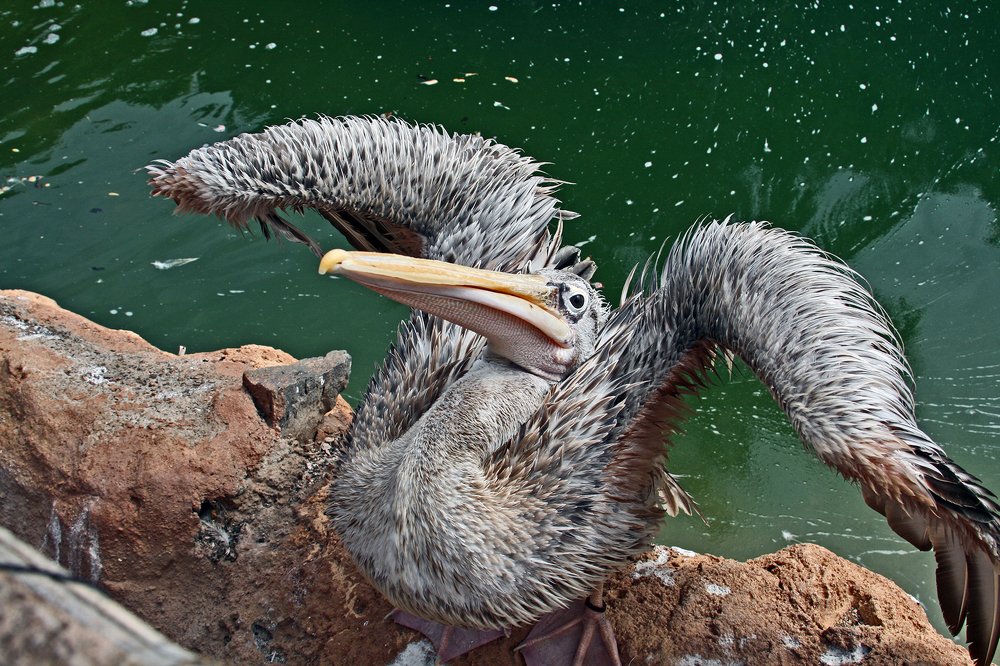 Вооооот такая сорвалась!