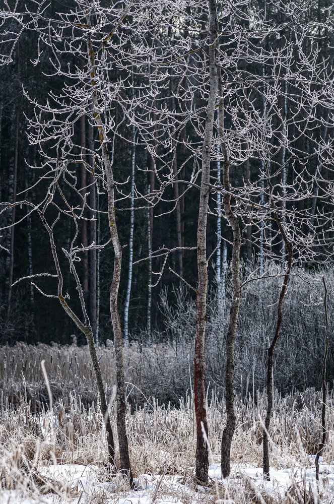 Кружево зимнего леса