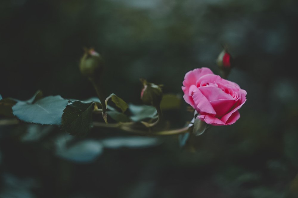 Photograph by Ксения Цапуста