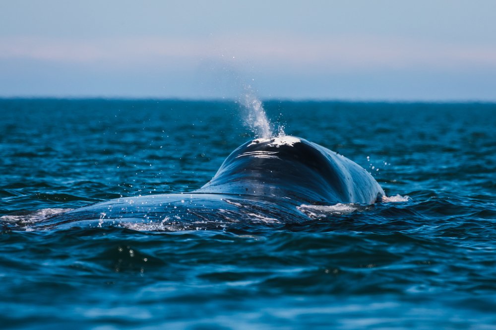 Фотография автора Евгения Кирпиченкова (Клипп)
