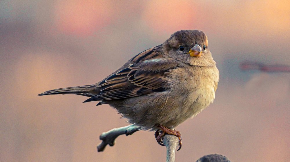 Photograph by Roberto Luigi