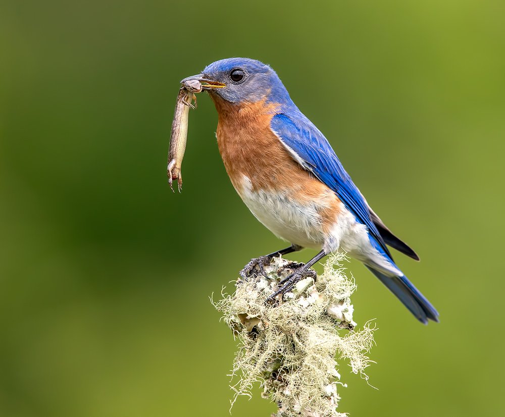 Eastern Bluebird catches lizard. Восточная сиалия поймал ящерицу