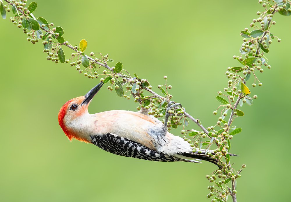 Red-bellied Woodpecker male -Каролинский меланерпес