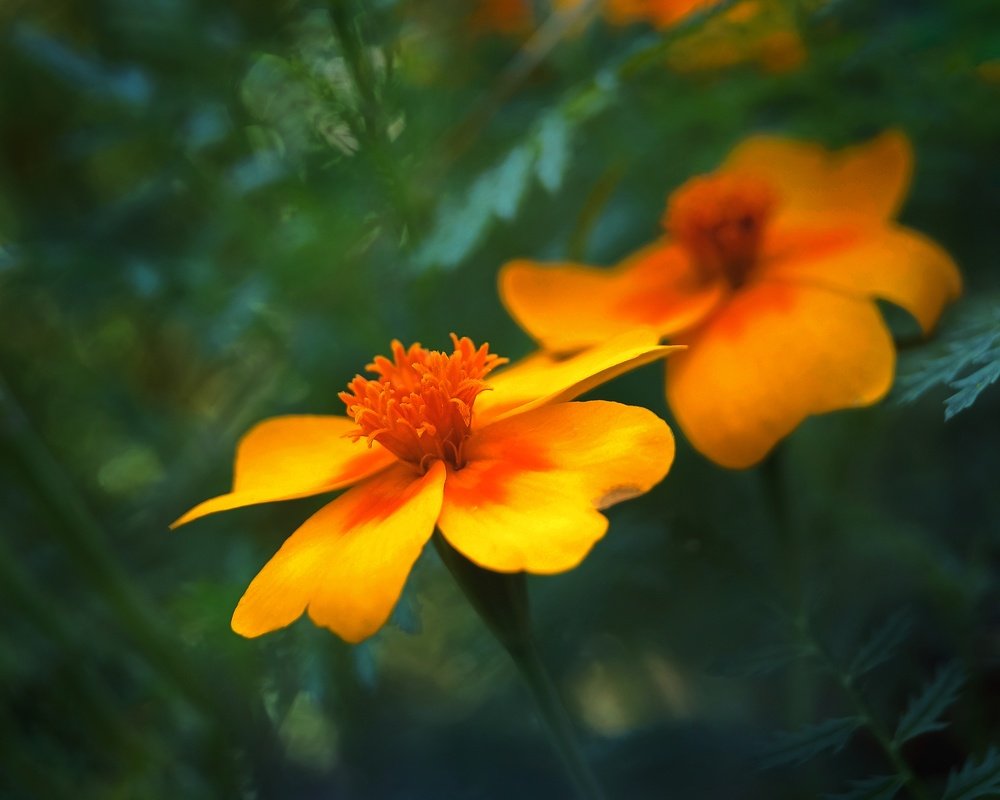 Photograph by Пётр Селетков