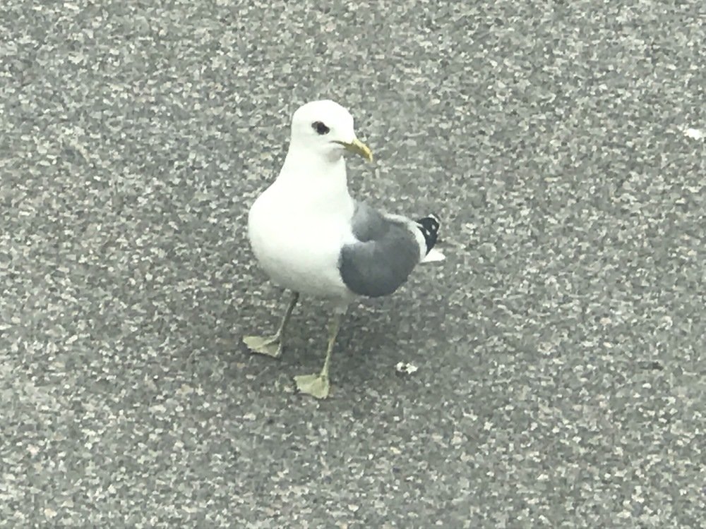 Photograph by andrei mihai