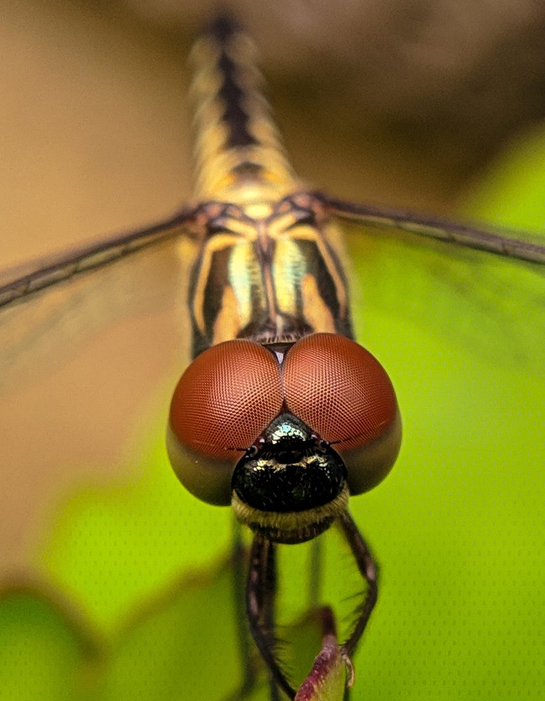 Photograph by Raj Priyanshu