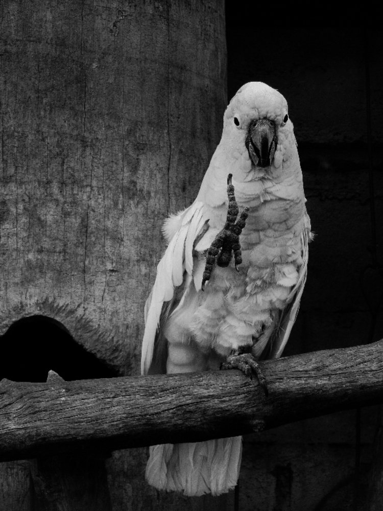 Photograph by Albert Maramis