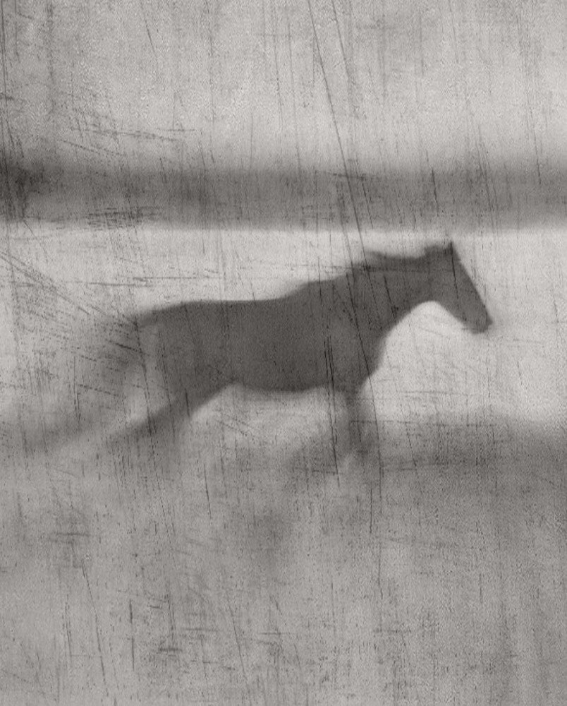 Photograph by Siavash Shomali