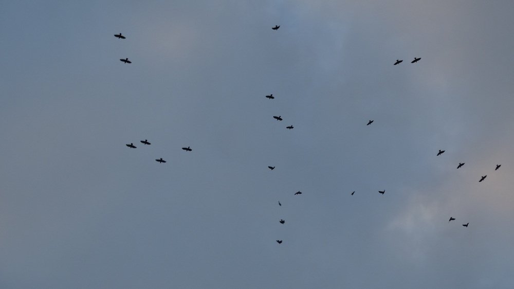 Полет стайки птиц.