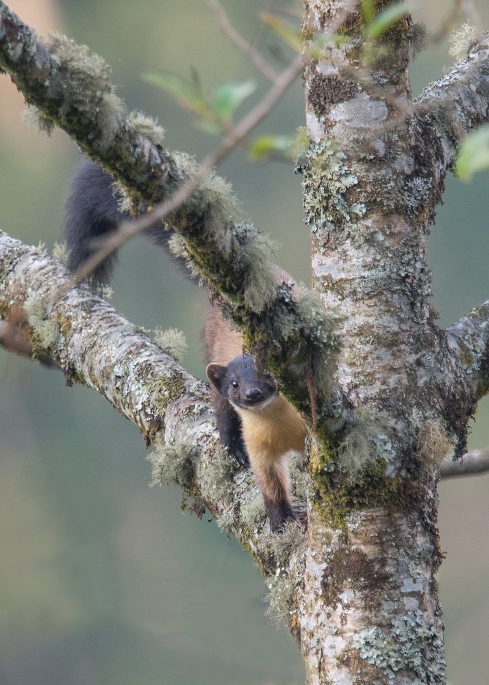 yellow throated marten