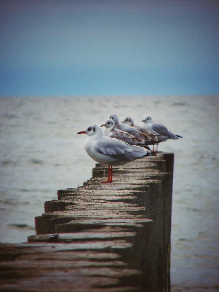 Photo #4947375