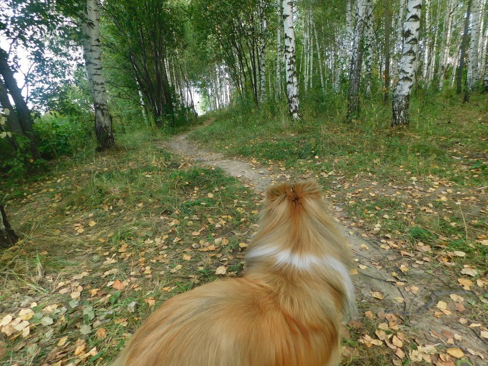 берёзовая роща