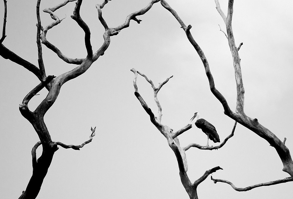 Photograph by Ravishanka Fonseka