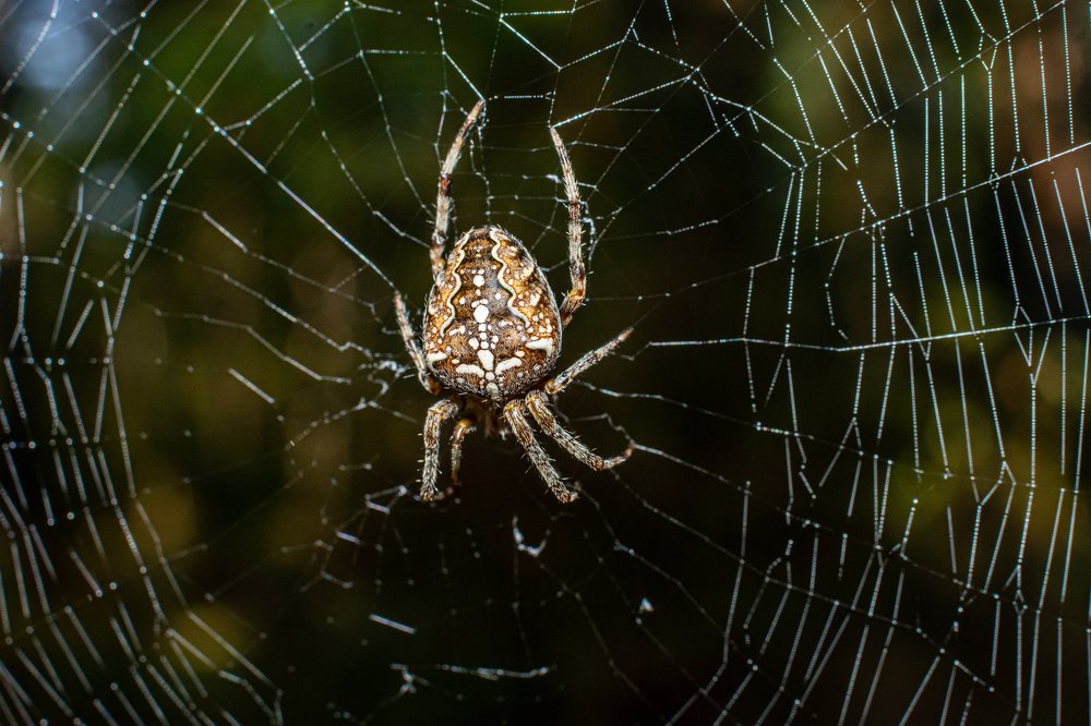 Photograph by Шойтов-Харитановский В.Ю.