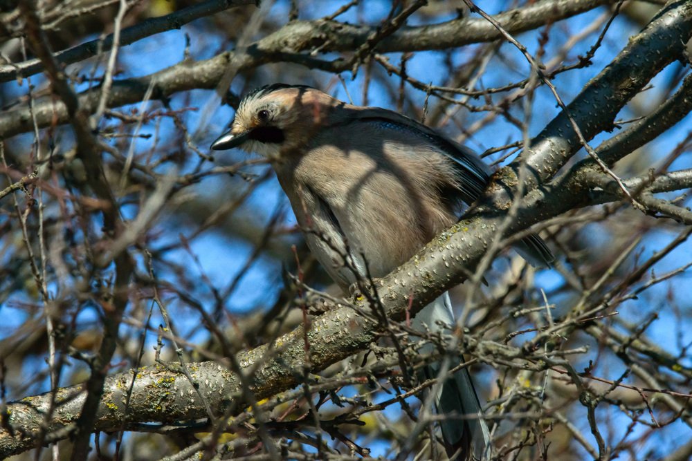 Спряталась