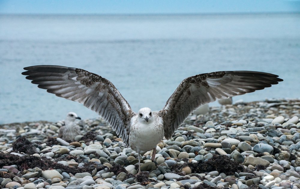 Музыка моря