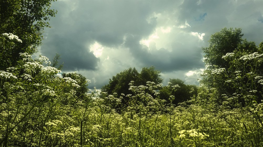 Лето в лугах