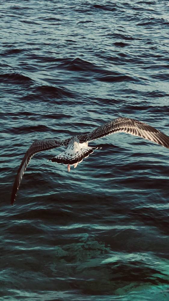 Photograph by Алина Верник