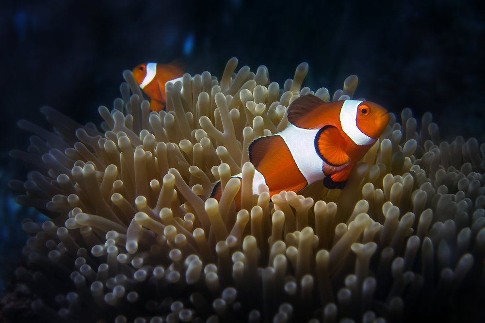 Photograph by Альт Эдуард