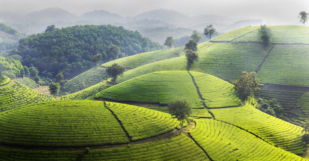 The Green tea hills