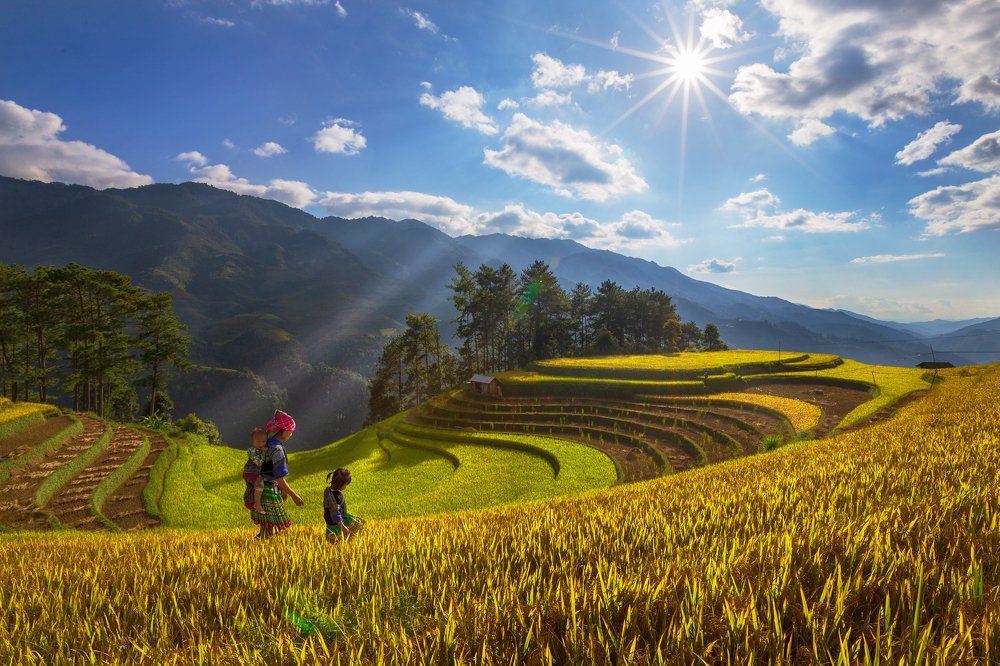 The golden season of rice terrace