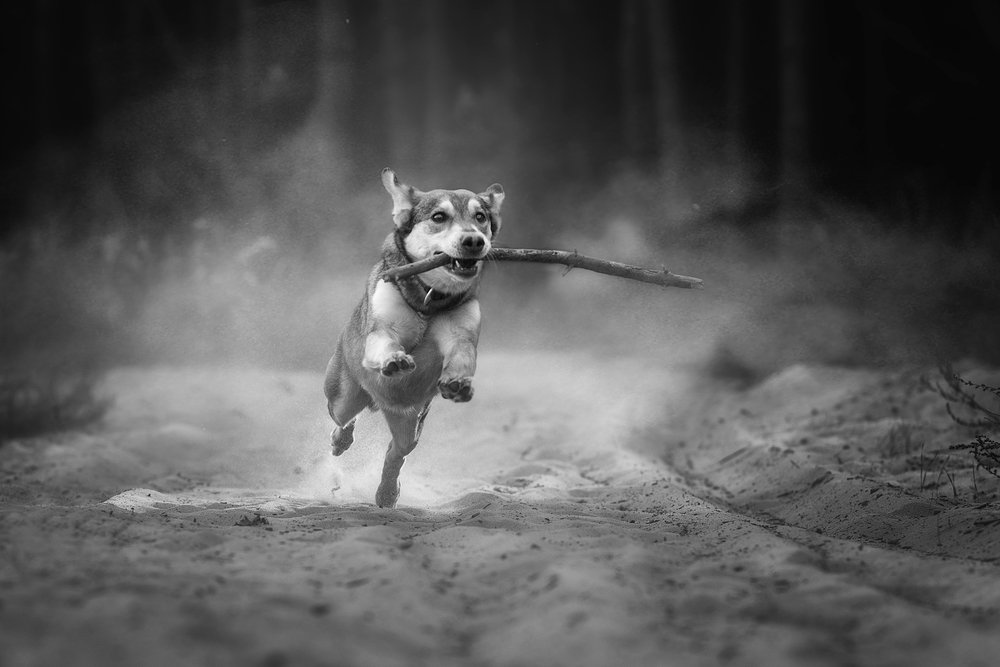 Photograph by Евгений Крутиков