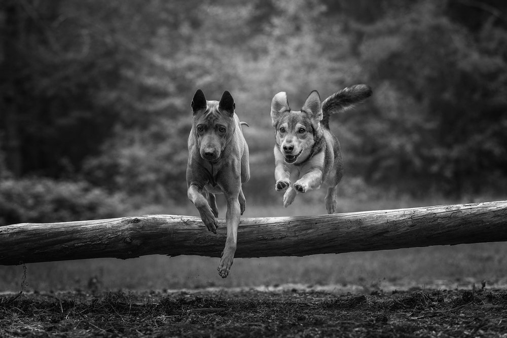 Photograph by Евгений Крутиков