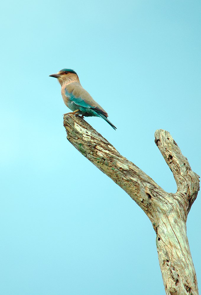 Photograph by Ravishanka Fonseka