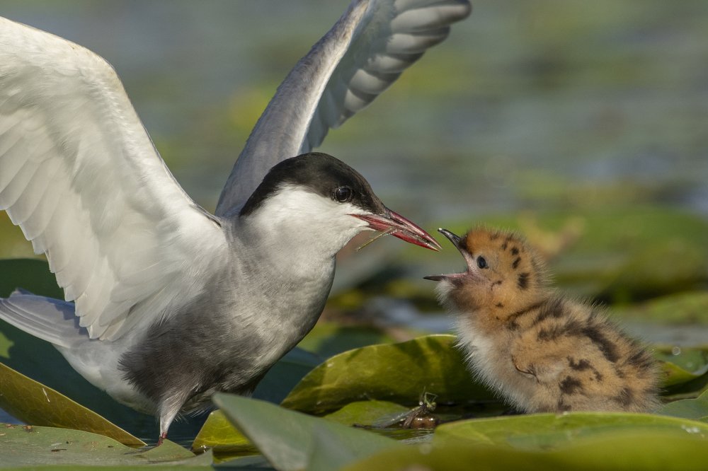 Photograph by Predrag Kostin
