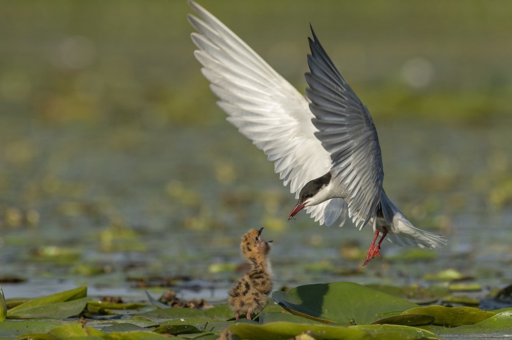 Photograph by Predrag Kostin