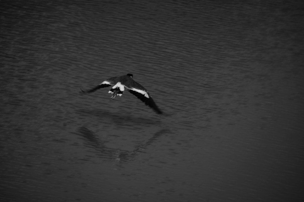 Bird flight-Above Lake -Reflections & Patterns