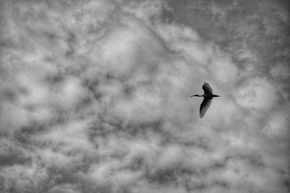 Let's Fly High In The Sky