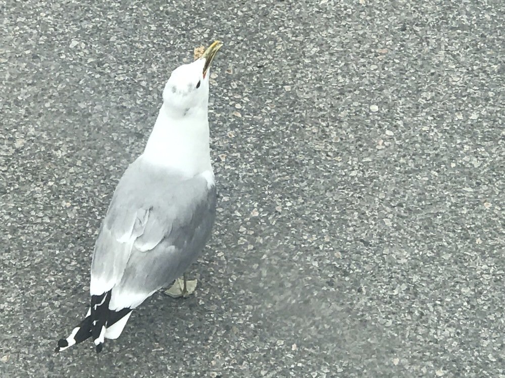 Photograph by andrei mihai