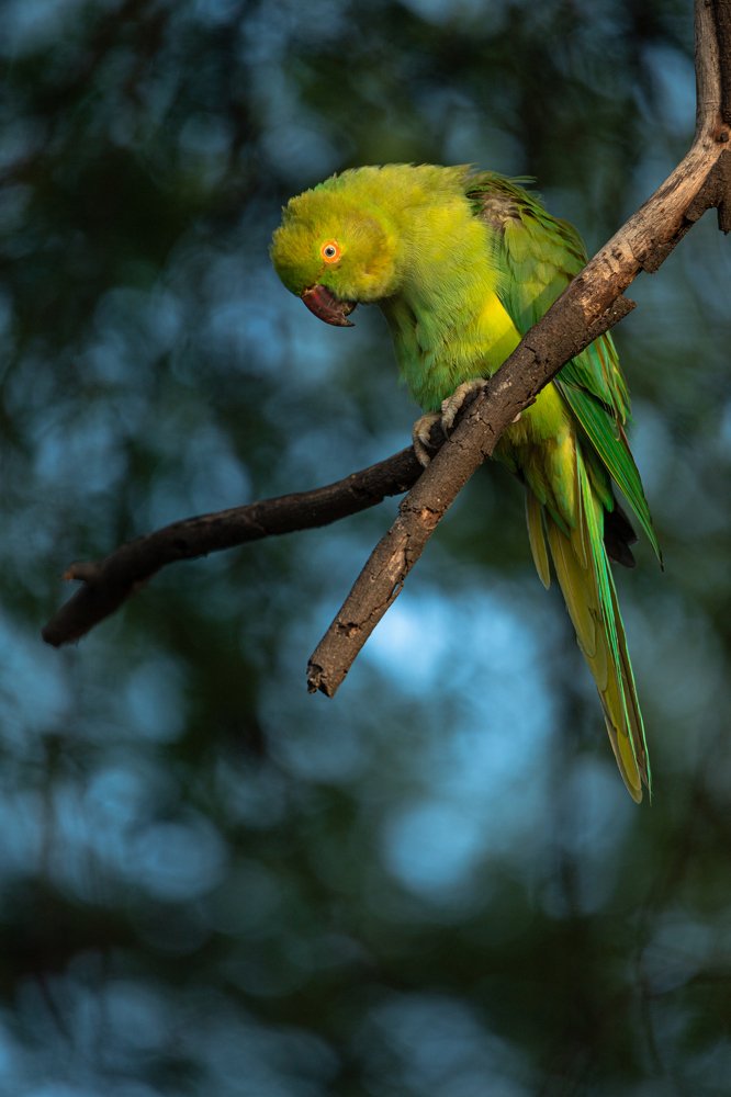 It's a parrot thing.