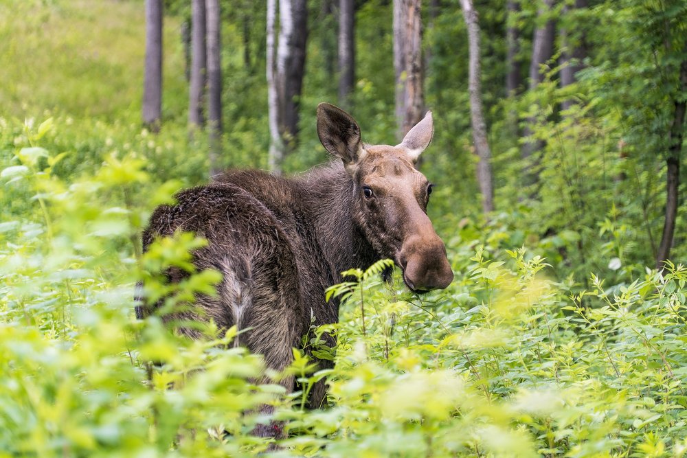 Photograph by Алексей Маринченко