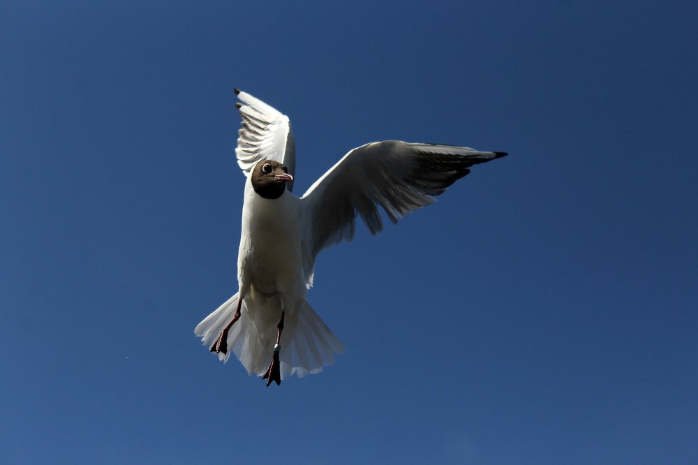 Photograph by Алина Безбородова
