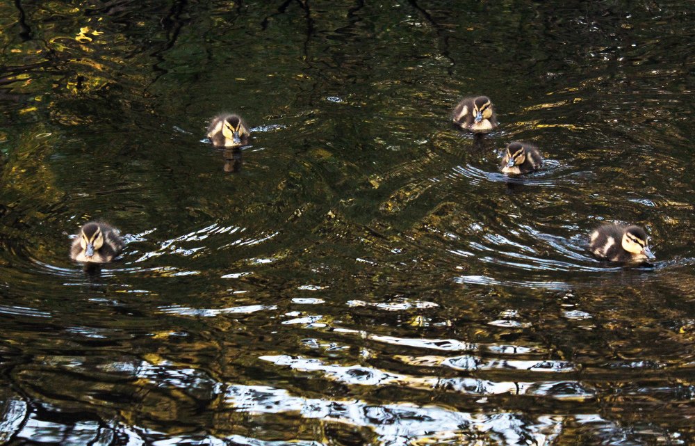 Photograph by Алина Безбородова