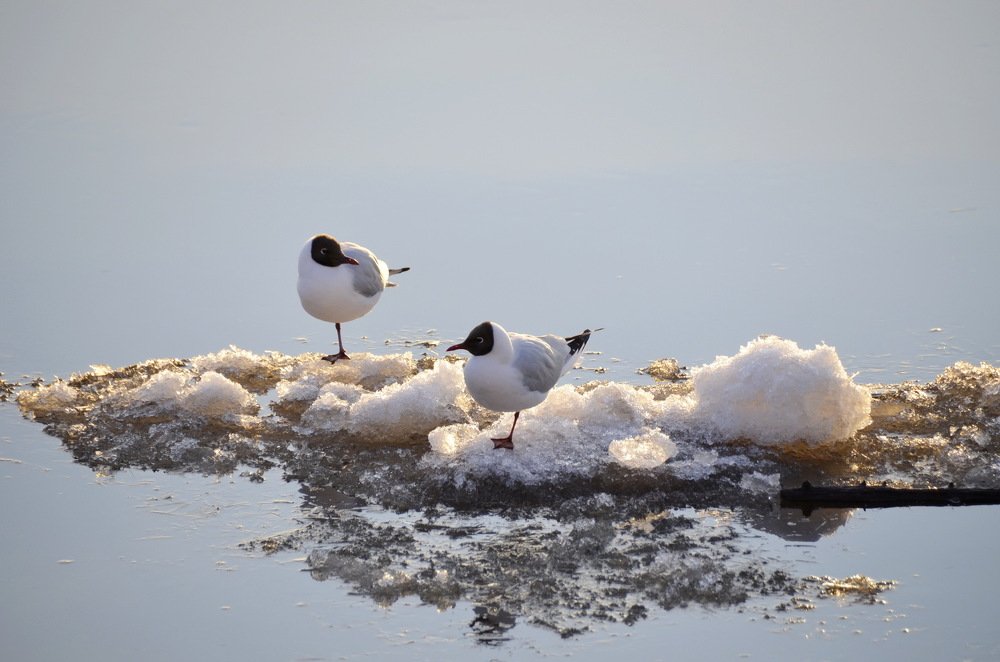 Photograph by Николай Соколовский