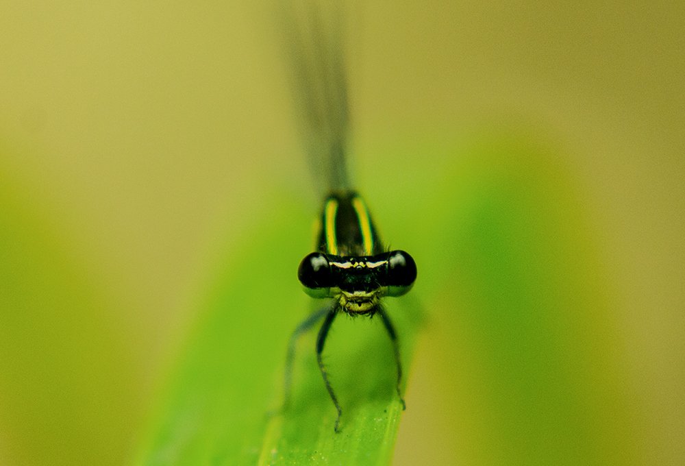 Photograph by Ravishanka Fonseka