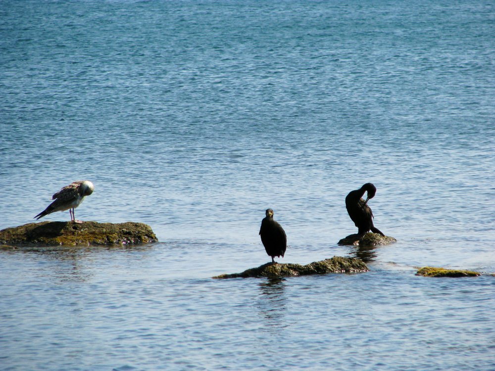 Seabirds
