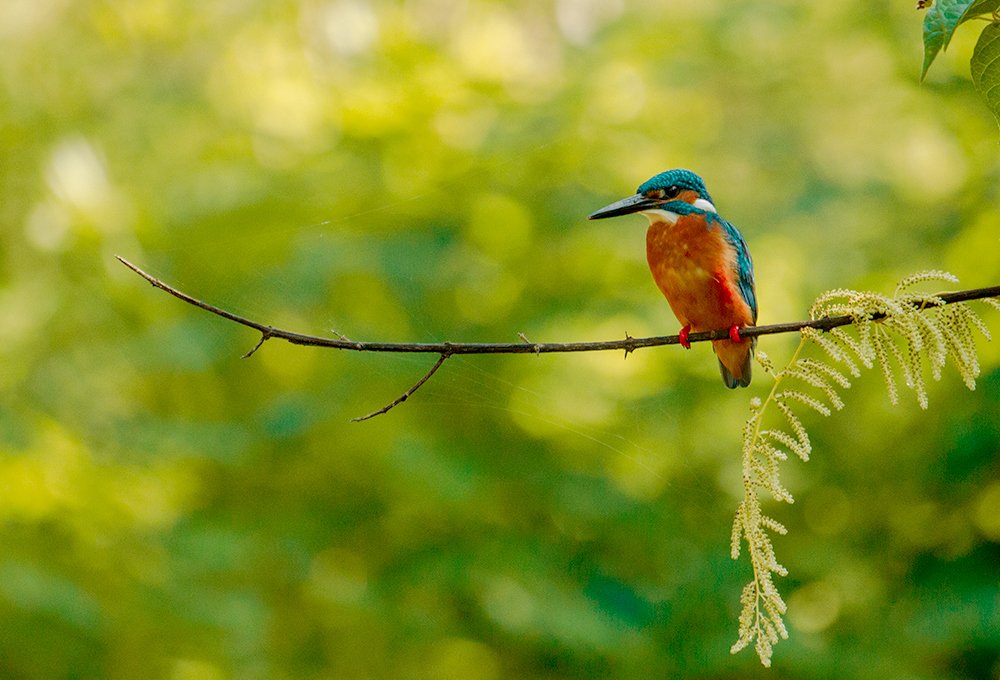 Photograph by Ravishanka Fonseka