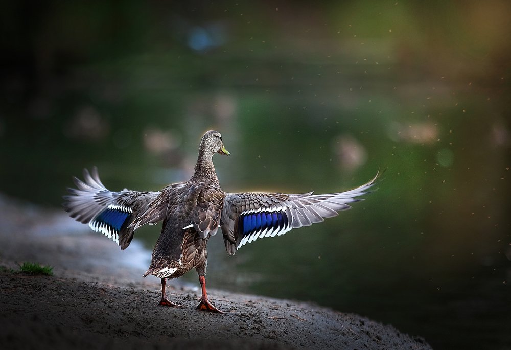 Photograph by Татьяна Тихомирова