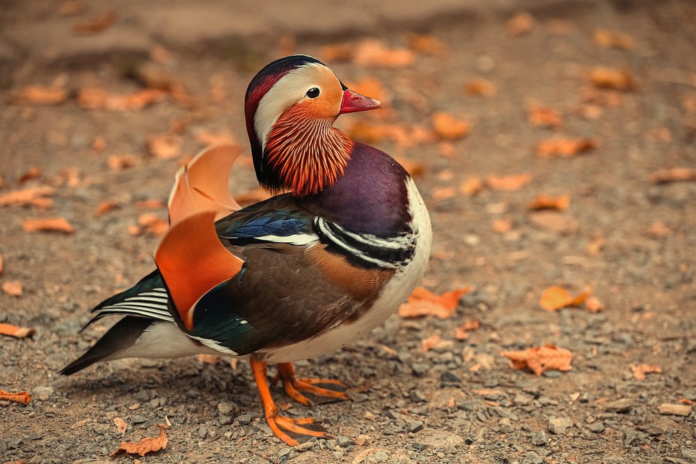 Photograph by Elena Gebert